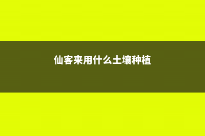 仙客来用什么土养好 (仙客来用什么土壤种植)