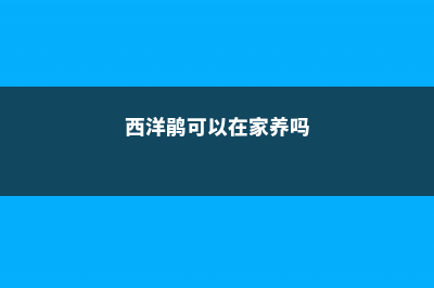 西洋鹃的养殖方法和注意事项 (西洋鹃可以在家养吗)