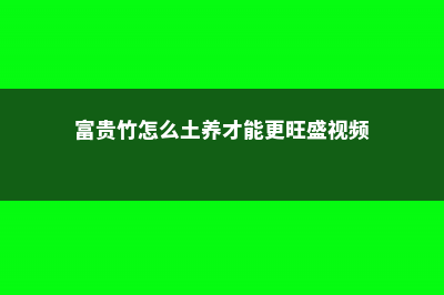 富贵竹怎么土养 (富贵竹怎么土养才能更旺盛视频)