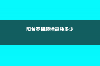 阳台养棵爬墙高手，1年竟窜3米，邻居都傻眼了！ (阳台养棵爬墙高矮多少)