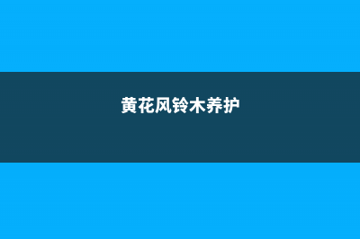 黄花风铃木的养殖方法和注意事项 (黄花风铃木养护)