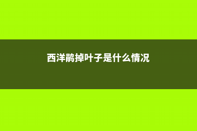 西洋鹃为什么难养活 (西洋鹃掉叶子是什么情况)