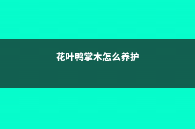 花叶鸭掌木的养殖方法及注意事项 (花叶鸭掌木怎么养护)