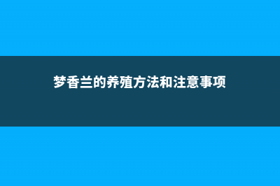 梦香兰的养殖方法和注意事项 (梦香兰的养殖方法和注意事项)