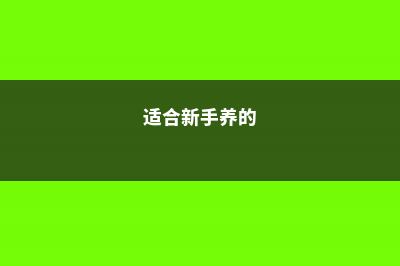 几种适合新手养的耐活多肉 (适合新手养的)