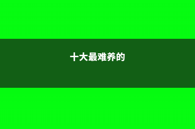 最难养死的10种多肉，谁能养死，我就服谁！ (十大最难养的)