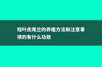 短叶虎尾兰的养殖方法和注意事项 (短叶虎尾兰的养殖方法和注意事项的有什么功效)