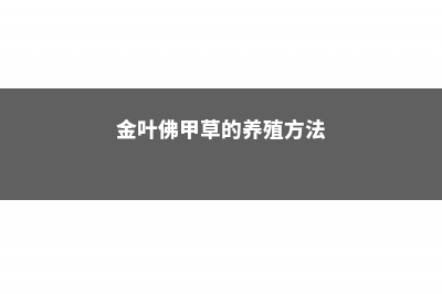 金叶佛甲草的养殖方法和注意事项 (金叶佛甲草的养殖方法)