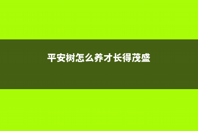 平安树怎么养才茂盛 (平安树怎么养才长得茂盛)