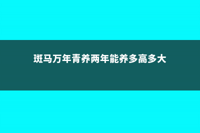 斑马万年青的养殖方法和注意事项 (斑马万年青养两年能养多高多大)