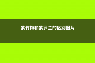 紫竹梅和紫罗兰的区别 (紫竹梅和紫罗兰的区别图片)