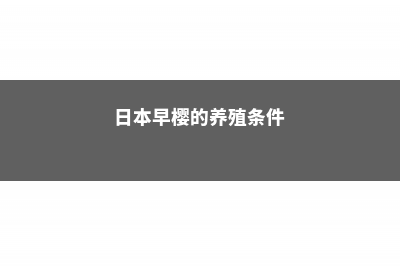 日本早樱的养殖方法及注意事项 (日本早樱的养殖条件)