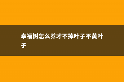 幸福树怎么养才能茂盛 (幸福树怎么养才不掉叶子不黄叶子)