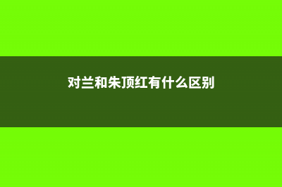 对兰和朱顶红的区别 (对兰和朱顶红有什么区别)