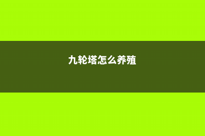 九轮塔的养殖方法和注意事项 (九轮塔怎么养殖)