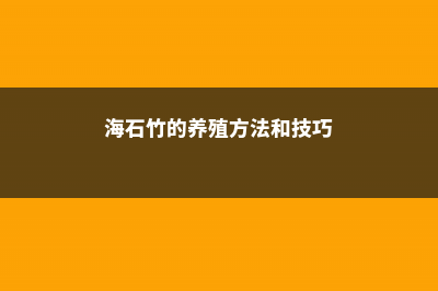 海石竹的养殖方法及注意事项 (海石竹的养殖方法和技巧)