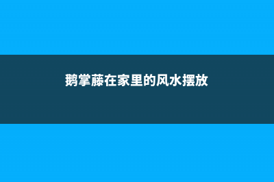 鹅掌藤能在家里养殖吗？ (鹅掌藤在家里的风水摆放)