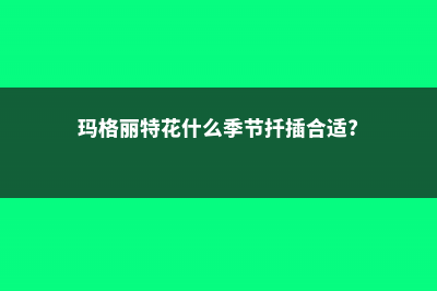 玛格丽特花什么时候开花 (玛格丽特花什么季节扦插合适?)