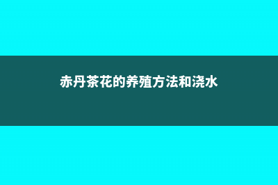 赤丹茶花的养殖方法 (赤丹茶花的养殖方法和浇水)