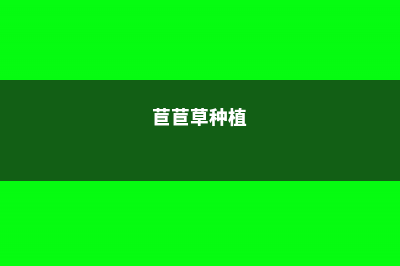 苣叶报春的养殖方法及注意事项 (苣苣草种植)