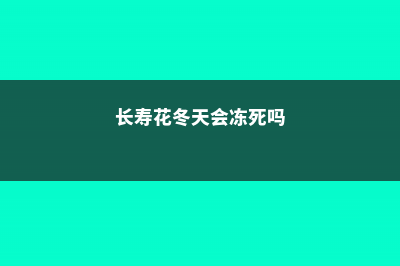 长寿花冬天会冻死吗 (长寿花冬天会冻死吗)