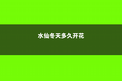 水仙冬天养殖的禁忌 (水仙冬天多久开花)