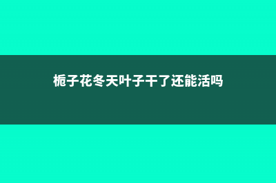 栀子花冬天叶子会落吗 (栀子花冬天叶子干了还能活吗)