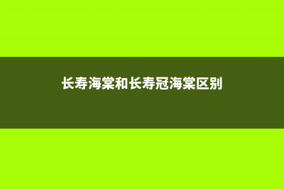 长寿海棠和长寿花的区别 (长寿海棠和长寿冠海棠区别)