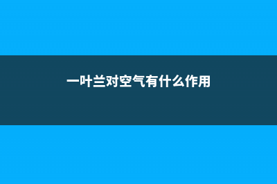 一叶兰能净化空气吗 (一叶兰对空气有什么作用)