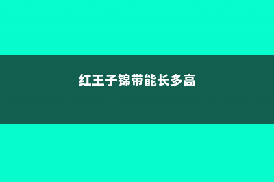 红王子锦带的养殖方法及注意事项 (红王子锦带能长多高)