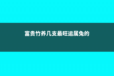 富贵竹养几支最旺运 (富贵竹养几支最旺运属兔的)