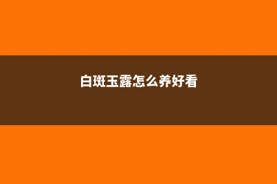 白斑玉露怎么养 (白斑玉露怎么养好看)