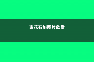 束花石斛的养殖方法及注意事项 (束花石斛图片欣赏)