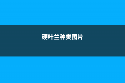 硬叶兰的养殖方法及注意事项 (硬叶兰种类图片)