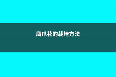 鹰爪花的养殖方法及注意事项 (鹰爪花的栽培方法)