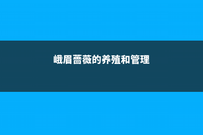 峨眉蔷薇的养殖方法及注意事项 (峨眉蔷薇的养殖和管理)