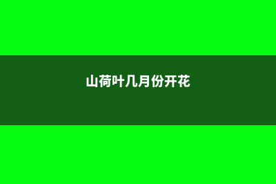 山荷叶花为什么变透明 (山荷叶几月份开花)