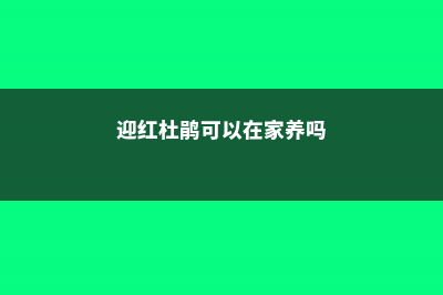 迎红杜鹃的养殖方法及注意事项 (迎红杜鹃可以在家养吗)