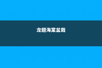 龙翅海棠的养殖方法及注意事项 (龙翅海棠盆栽)