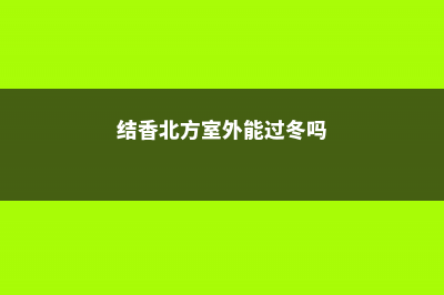 结香冬天养殖的禁忌 (结香北方室外能过冬吗)