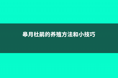 皋月杜鹃的养殖方法及注意事项 (皋月杜鹃的养殖方法和小技巧)