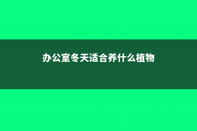 冬季办公室摆什么植物好 (办公室冬天适合养什么植物)