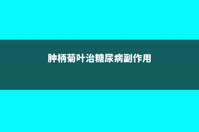 肿柄菊的养殖方法及注意事项 (肿柄菊叶治糖尿病副作用)