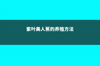 紫叶美人蕉的养殖方法及注意事项 (紫叶美人蕉的养殖方法)