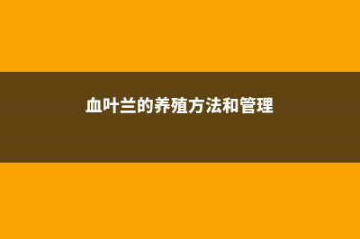 血叶兰的养殖方法及注意事项 (血叶兰的养殖方法和管理)