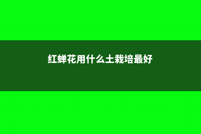 红蝉花的养殖方法及注意事项 (红蝉花用什么土栽培最好)