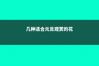 几种适合元旦观赏的花卉 (几种适合元旦观赏的花)