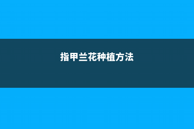 多花指甲兰的养殖方法 (指甲兰花种植方法)