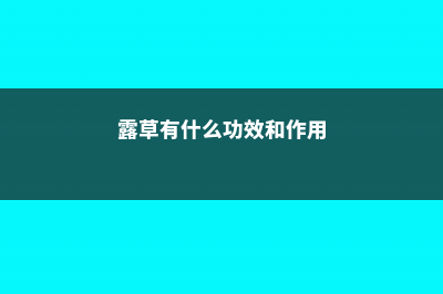 露子花与露草的区别 (露草有什么功效和作用)