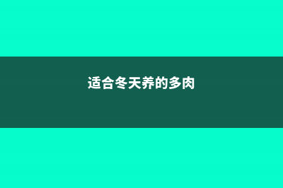 适合冬天养的多肉有哪些 (适合冬天养的多肉)